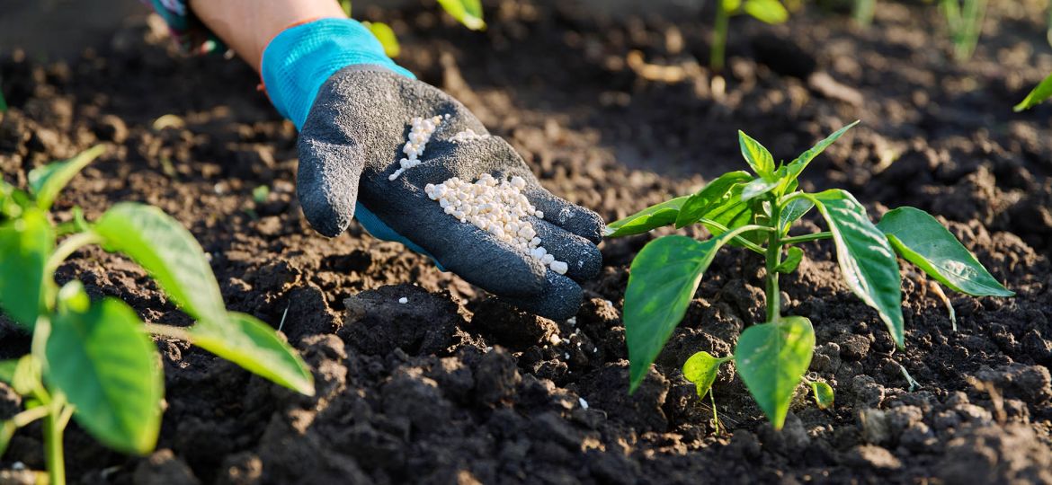 Acercamiento de mano fertilizando campo - Anacofer